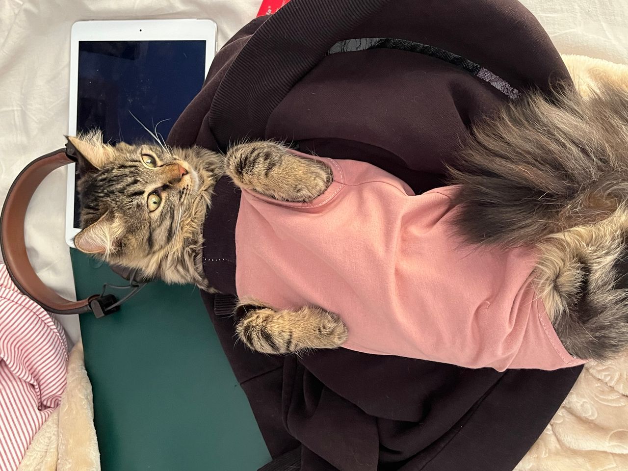 Котик