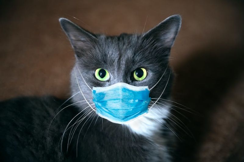 Котик