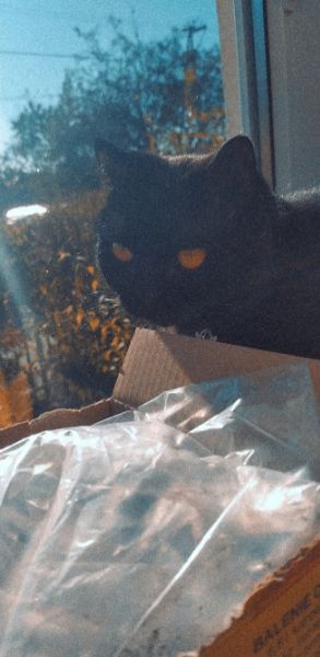 Котик