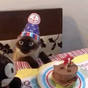 Котик