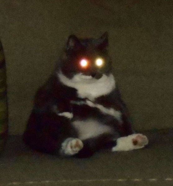 Котик