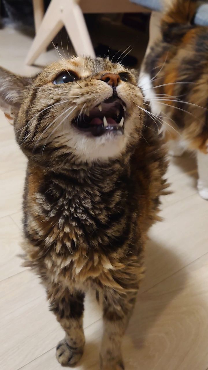 Котик