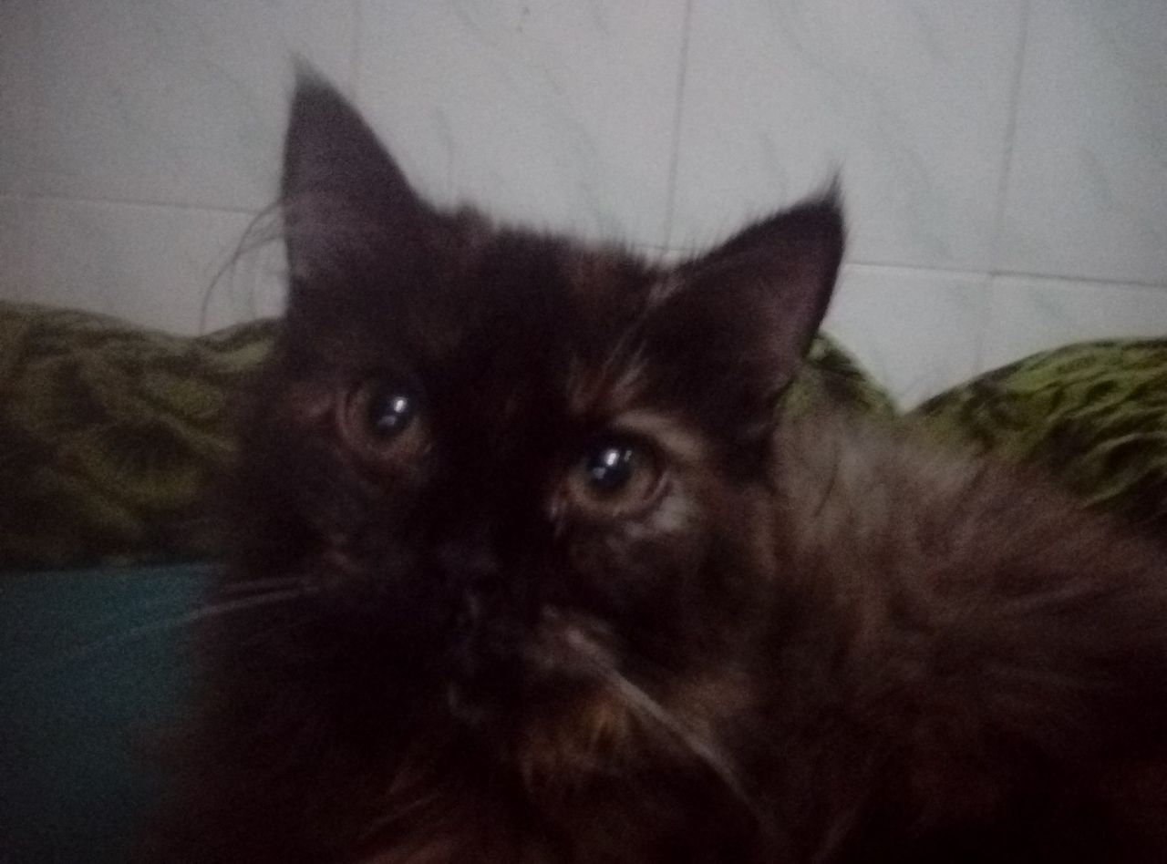 Your daily kitten
