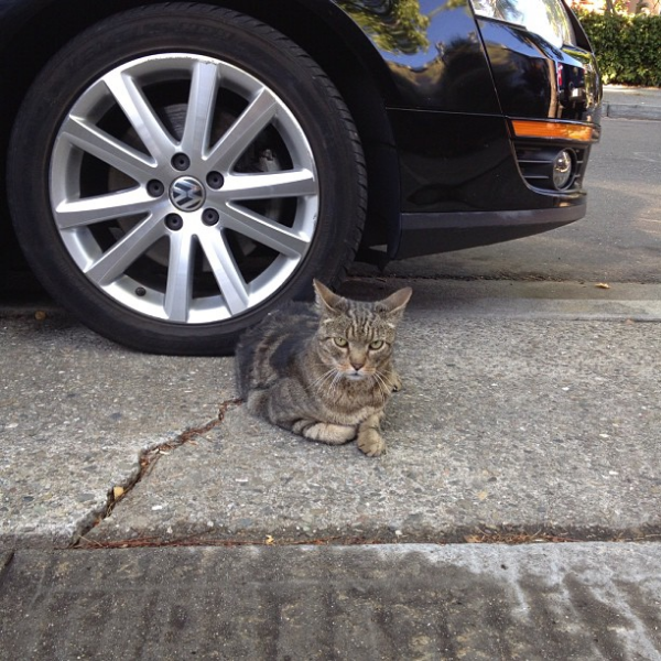 Your daily kitten