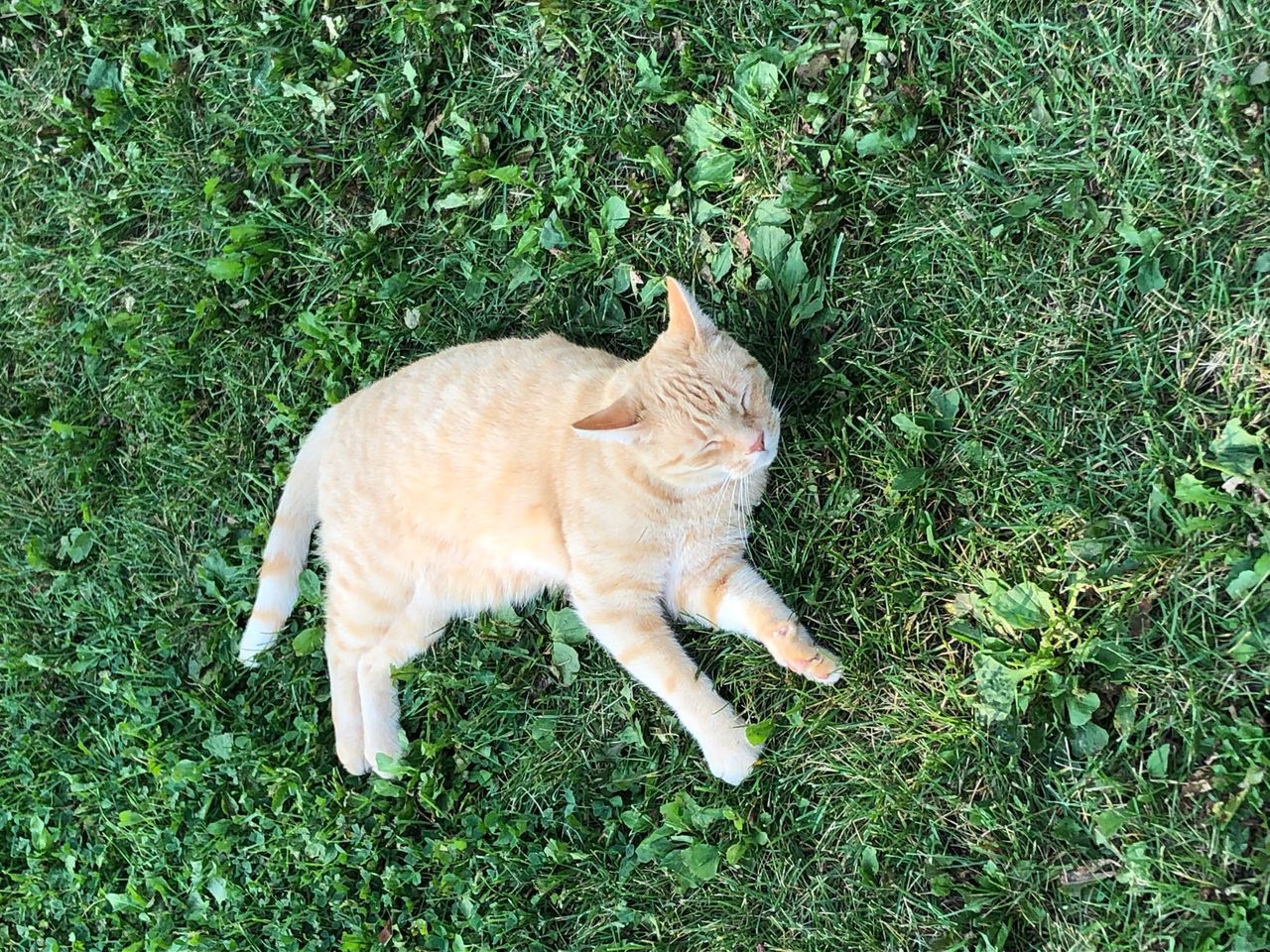 British Shorthair kitten playing — Grand Liberty cattery Germany