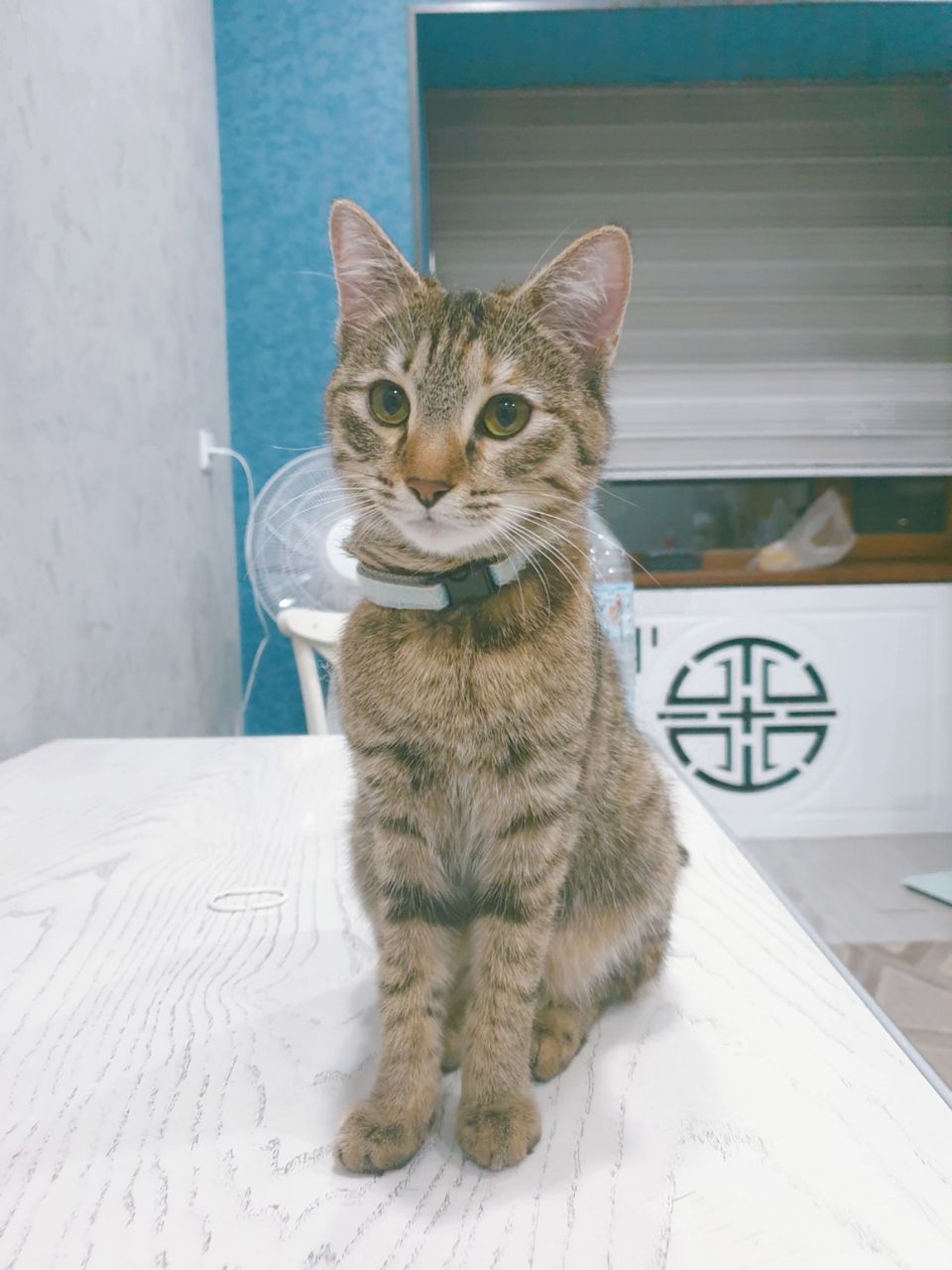 British Shorthair blue & lilac kitten playful vibes