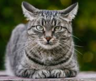 Your daily kitten