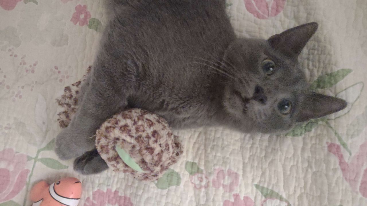 Rare lilac & golden British Shorthair kitten fun moment