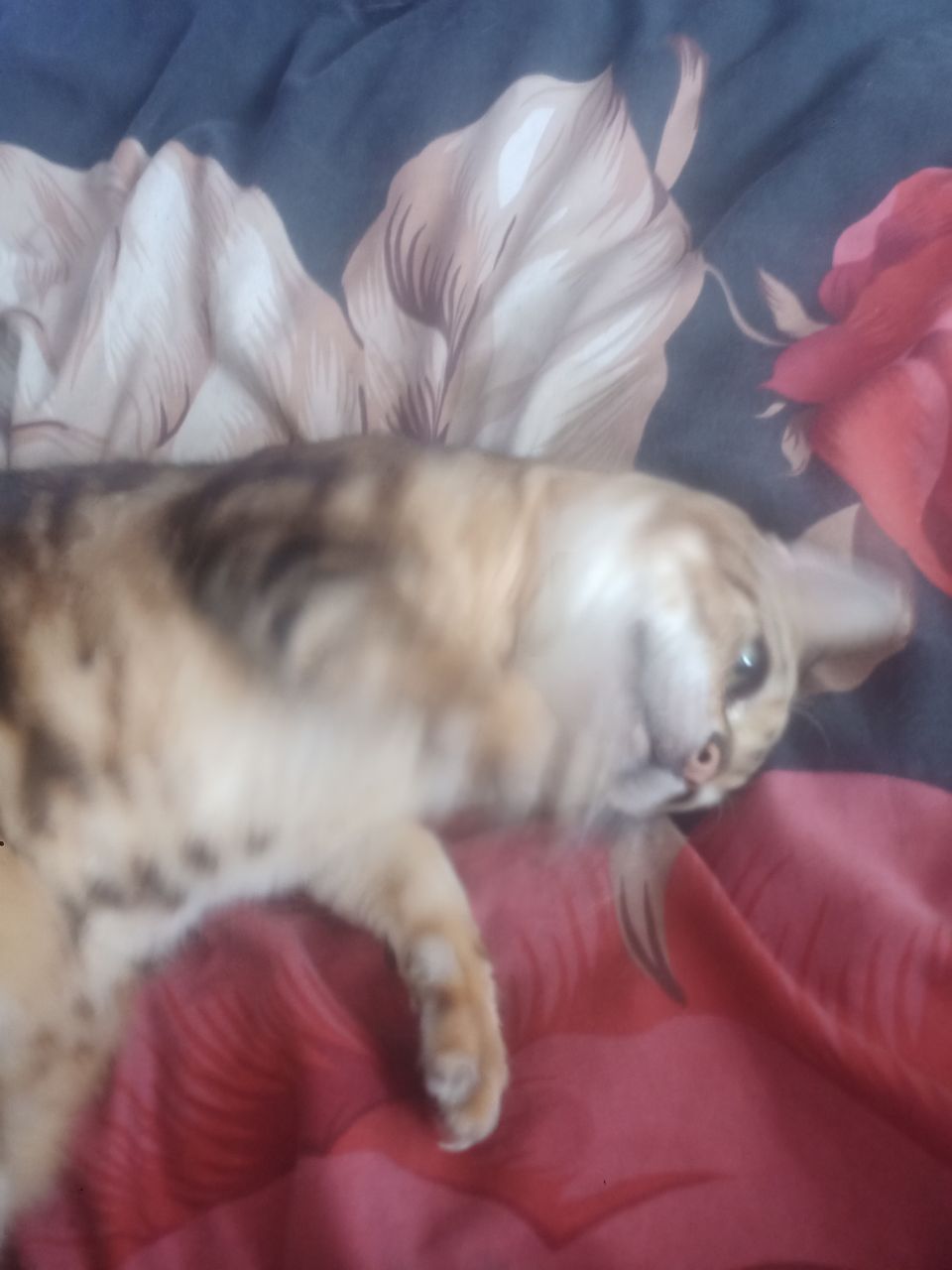British Shorthair chubby cheeks & playful antics — Grand Liberty
