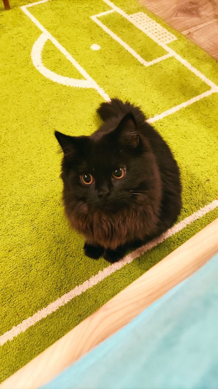 British Shorthair blue & lilac kitten playful vibes