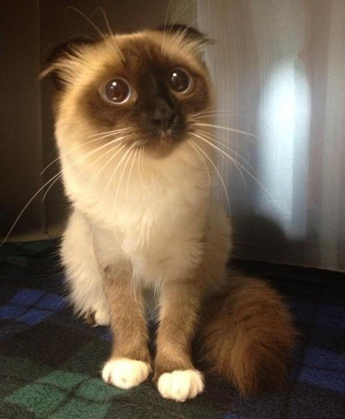 WCF registered British Shorthair cat meme — Grand Liberty cattery
