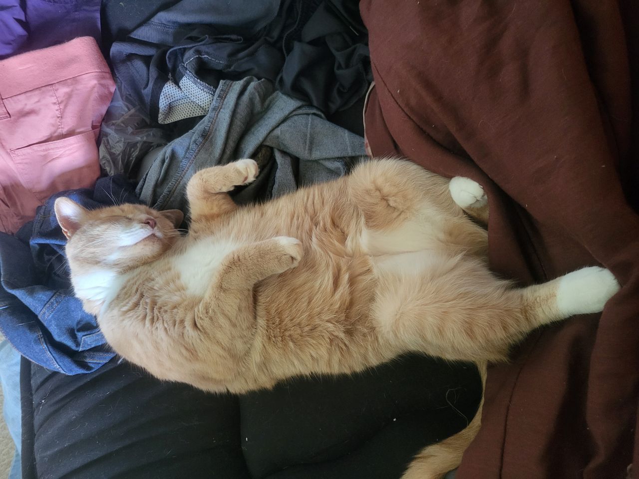 Mochi in the Sun