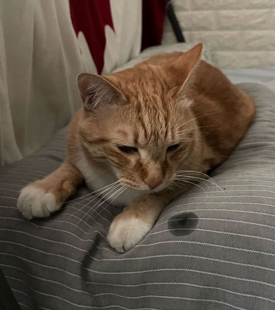 La siesta