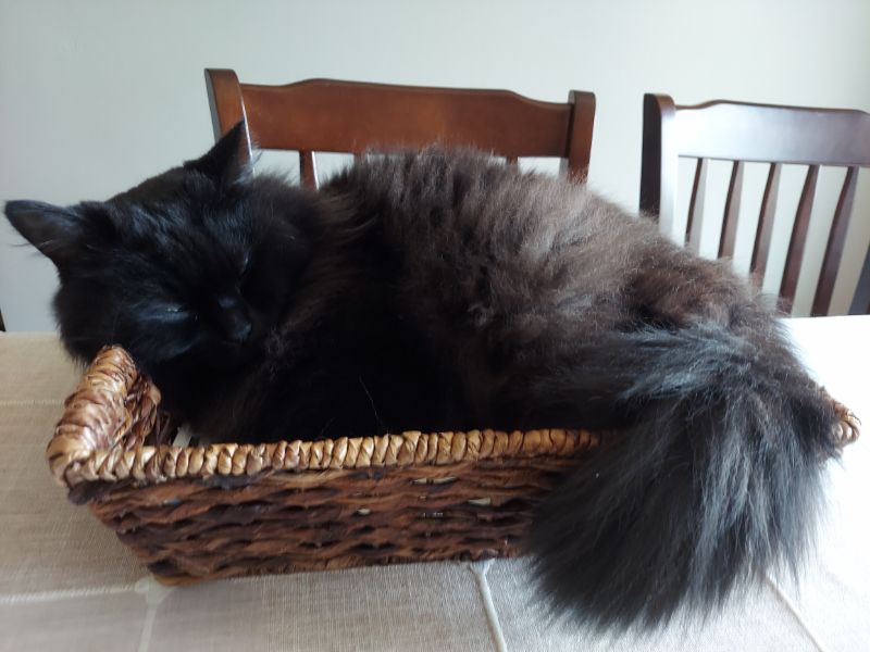 Duchess in Bloom