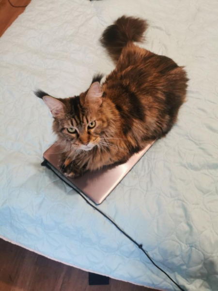 Your daily kitten