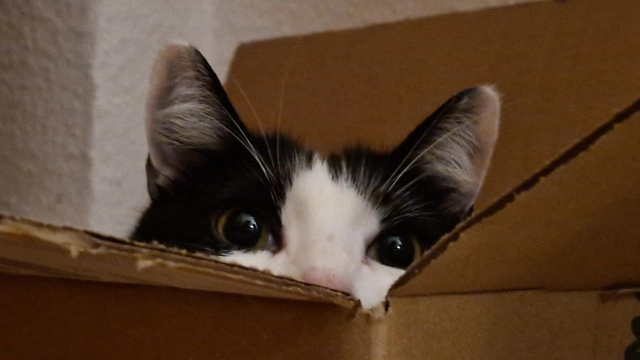 Box Inspector