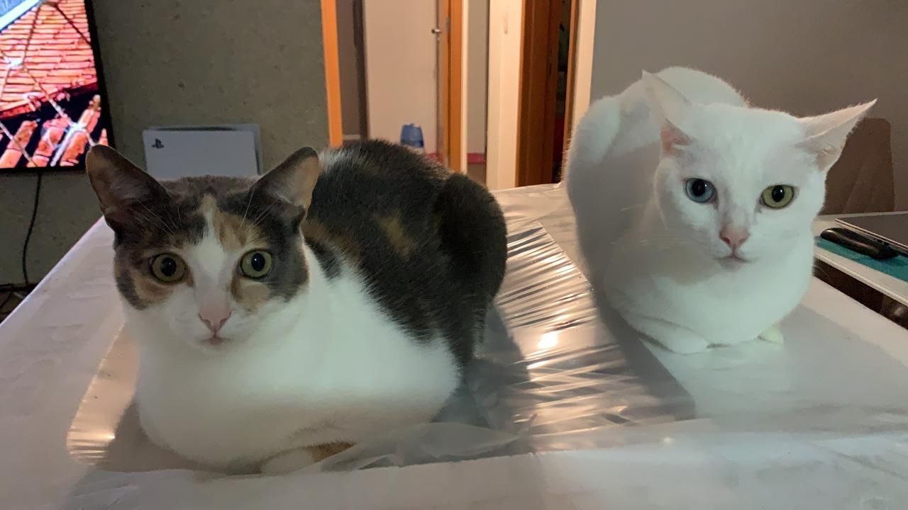 Lustige Katzen Memes und GIFs — Britisch Kurzhaar Grand Liberty