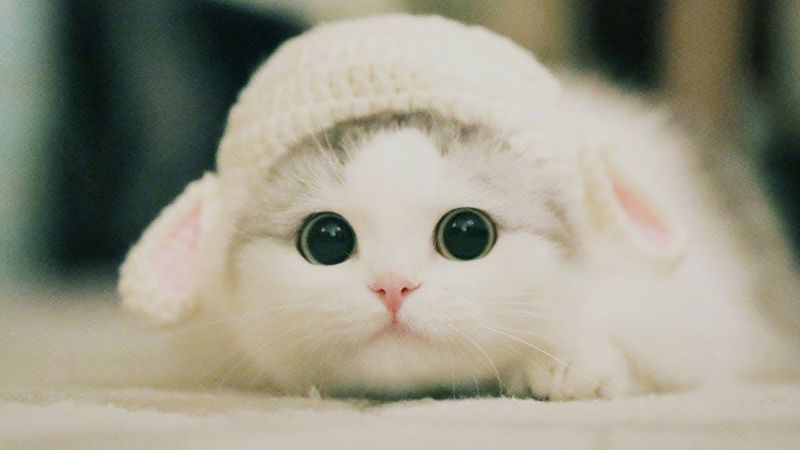 Your daily kitten