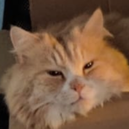 British Shorthair kitten cuddles and funny humor