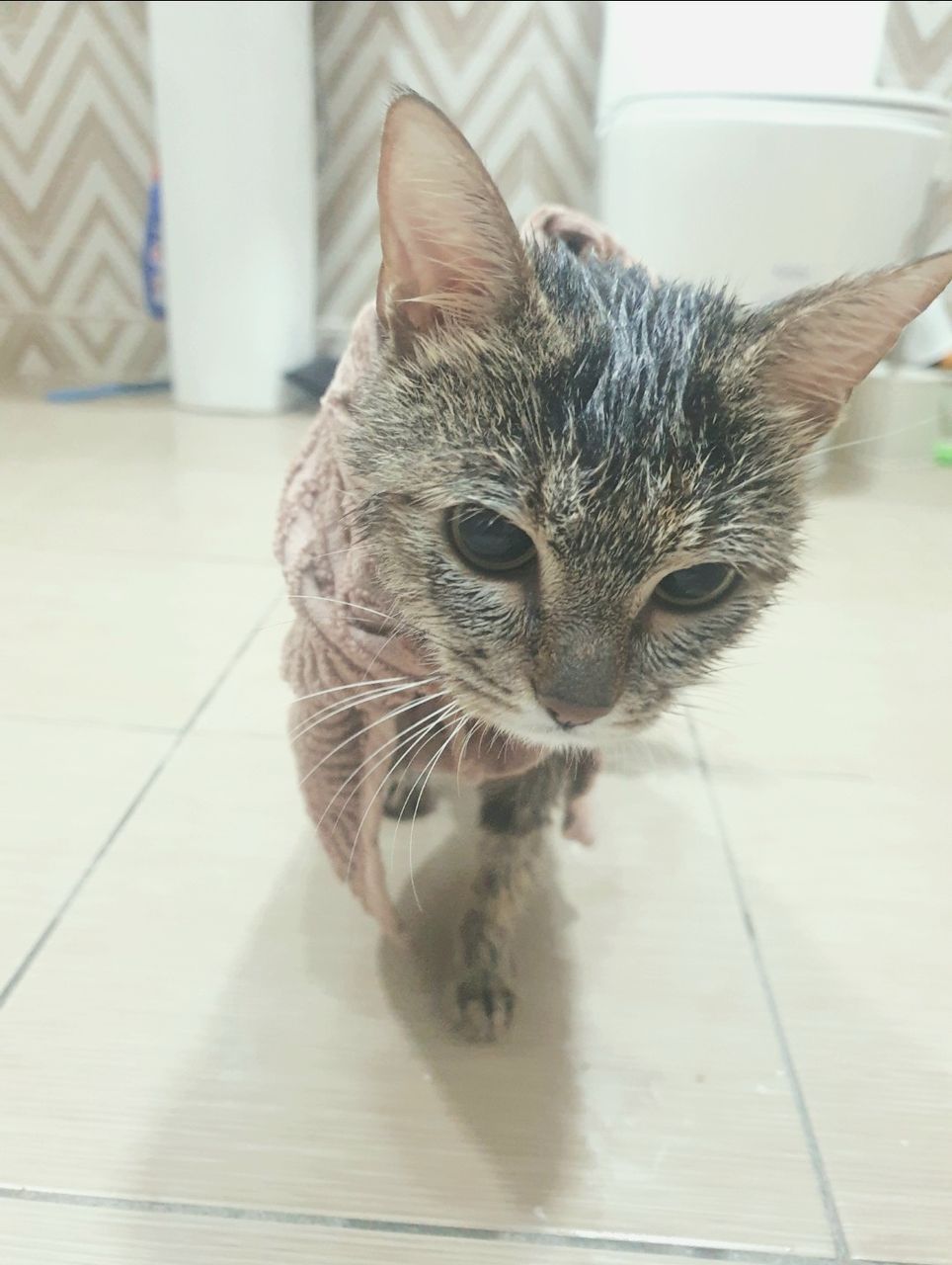 tabby