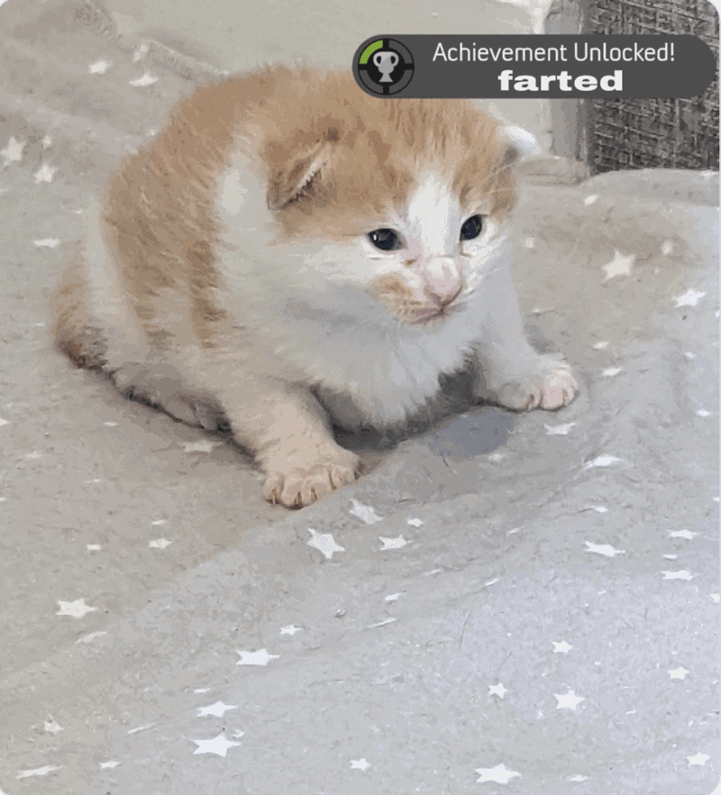 British Shorthair chubby cheeks & playful antics — Grand Liberty