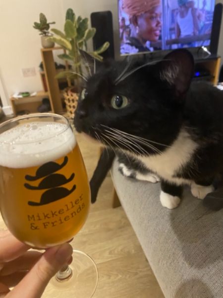 404 Cat Image