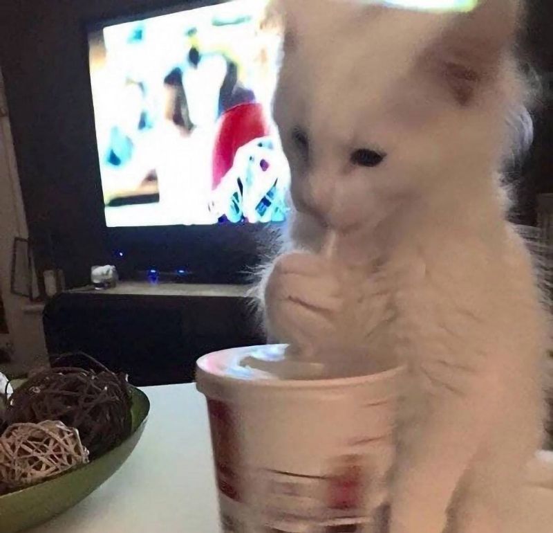 Your daily kitten