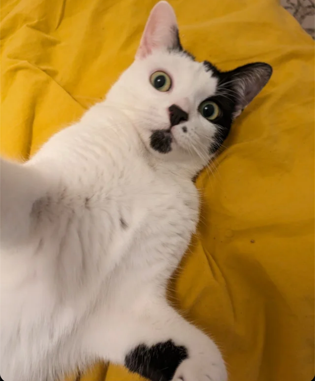 British Shorthair chubby cheeks & playful antics — Grand Liberty