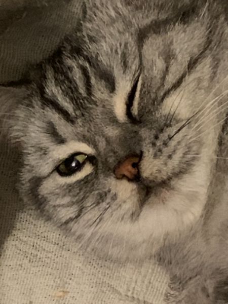 Your daily kitten