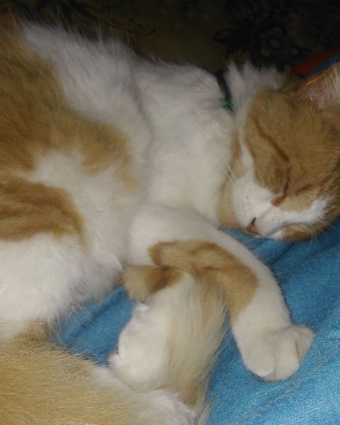 Your daily kitten