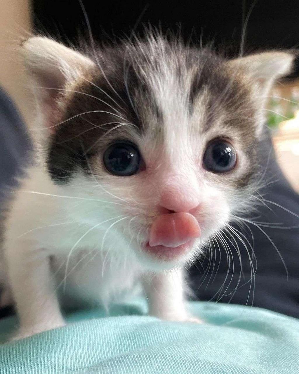 Britisch Kurzhaar Katzen Meme — Grand Liberty Züchter §11 TierSchG
