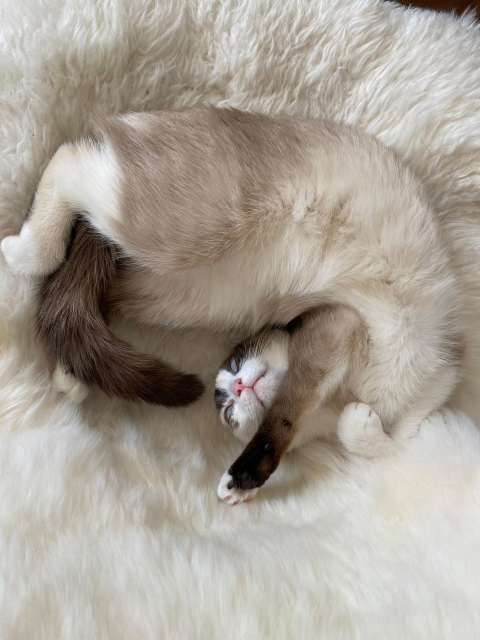 Your daily kitten