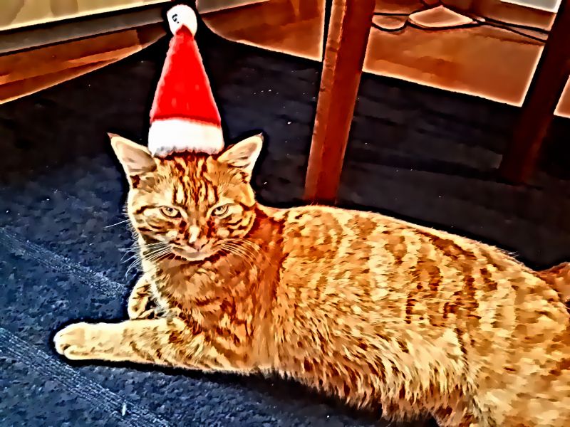404 Cat Image