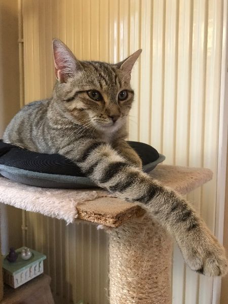 Your daily kitten
