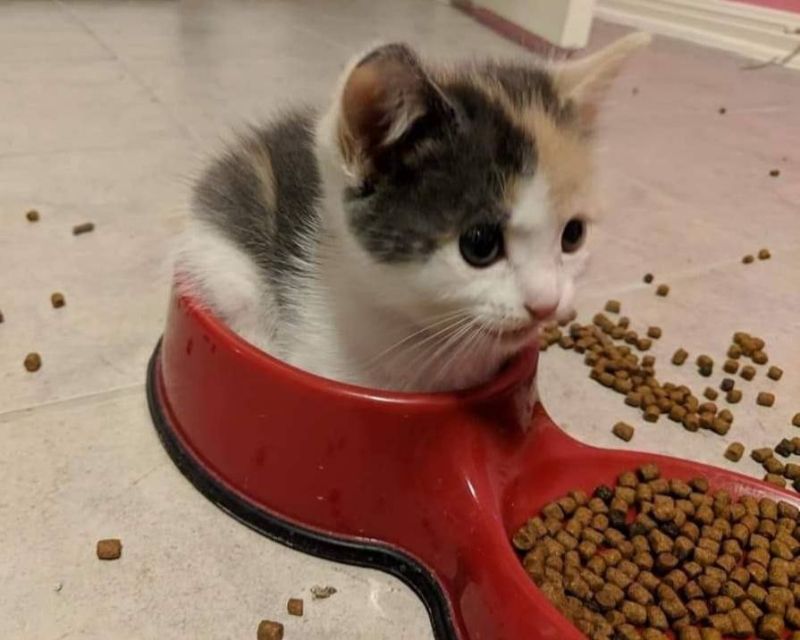 Cute playful British Shorthair kitten — certified healthy lines