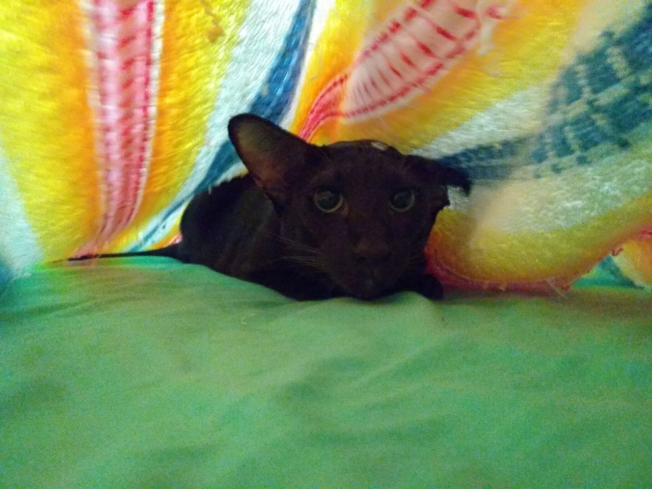 404 Cat Image