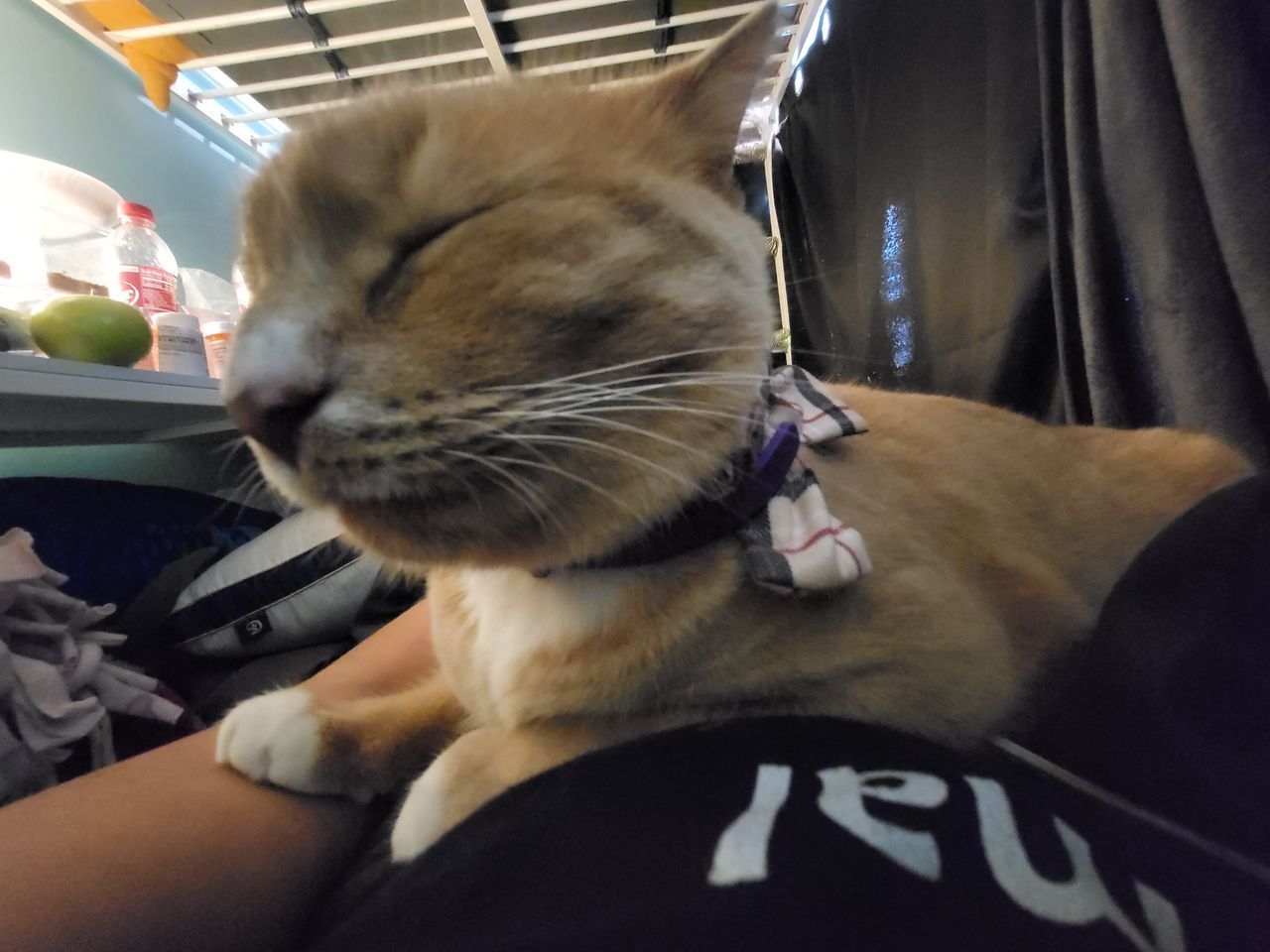 Your daily kitten