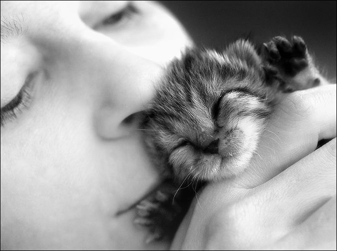 Your daily kitten