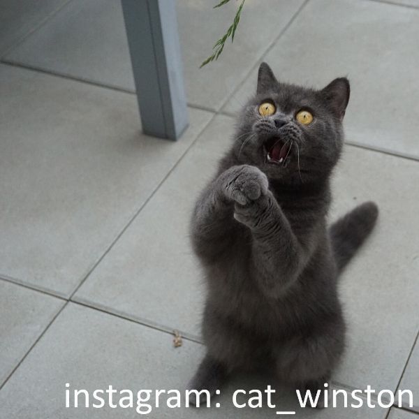 Your daily kitten