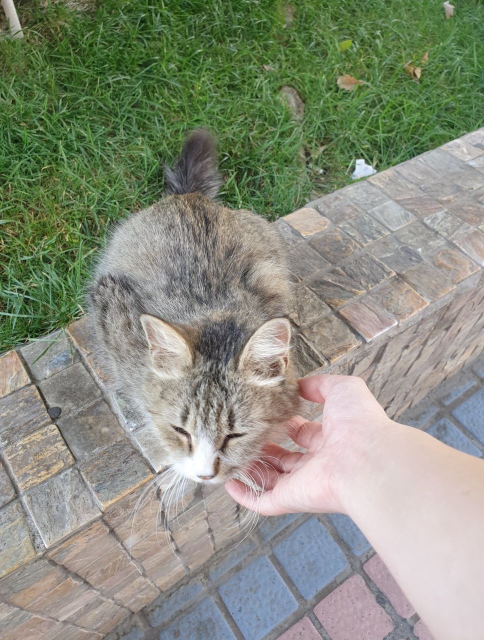 Your daily kitten