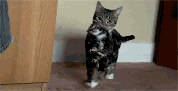 Britisch Kurzhaar Katzen Meme — Grand Liberty Züchter §11 TierSchG
