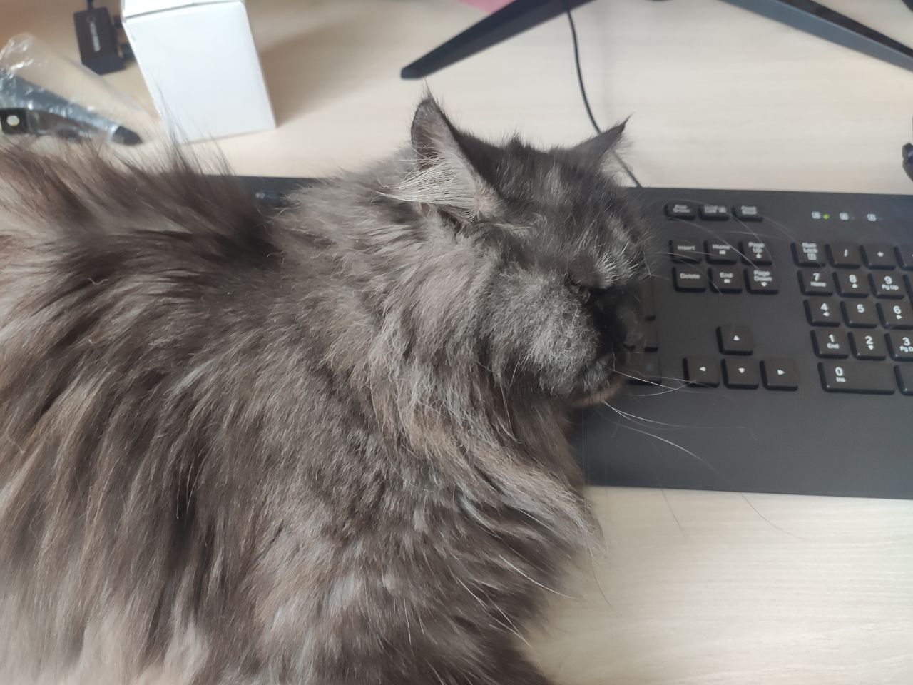 Your daily kitten