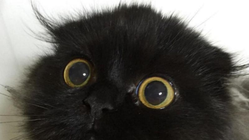 Your daily kitten