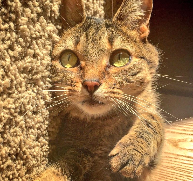 Your daily kitten