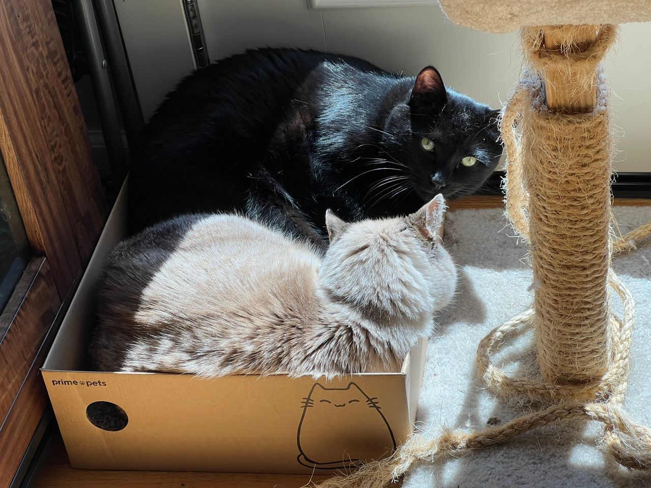 Your daily kitten