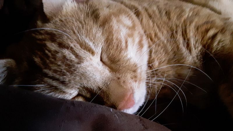Your daily kitten