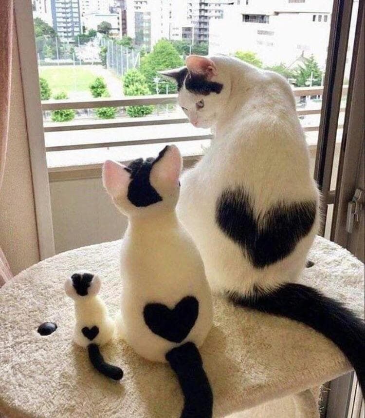 Your daily kitten