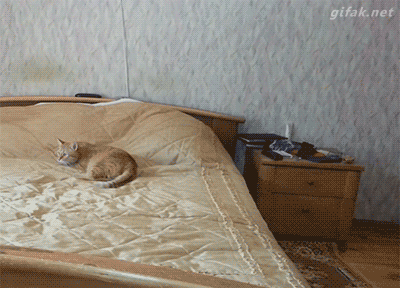 Rare lilac & golden British Shorthair kitten fun moment