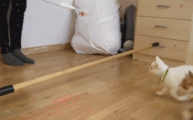 WCF registered British Shorthair cat meme — Grand Liberty cattery