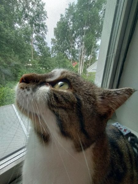 Your daily kitten